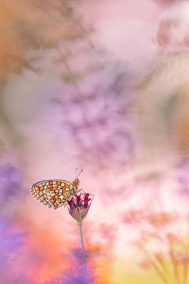 Los románticos colores de “Sunset Serenity”hizo que fuesen una de las fotografĂas favoritas del concurso.Foto: Henrik Spranz